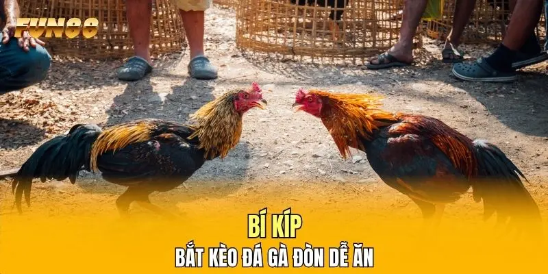 Bí kíp bắt kèo đá gà đòn dễ ăn