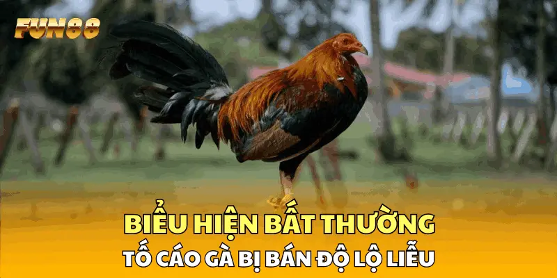 Biểu hiện bất thường tố cáo gà bị bán độ lộ liễu