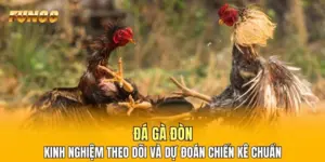 Đá Gà Đòn - Kinh Nghiệm Theo Dõi Và Dự Đoán Chiến Kê Chuẩn
