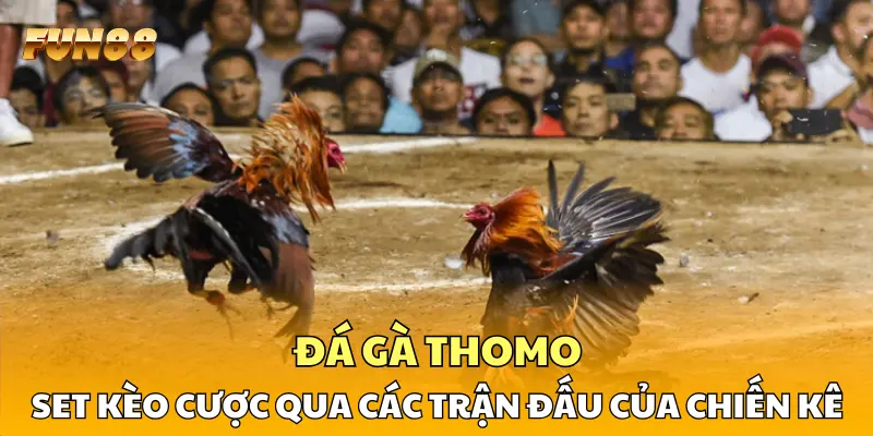 Đá Gà Thomo FUN88: Set Kèo Qua Các Trận Đấu Của Chiến Kê