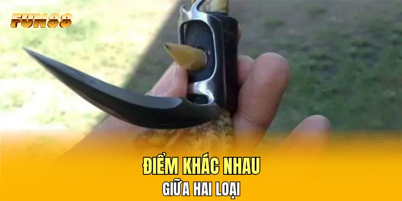 Điểm khác nhau giữa hai loại