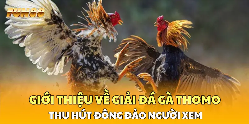 Giới thiệu về giải đá gà Thomo FUN88 thu hút đông đảo người xem 