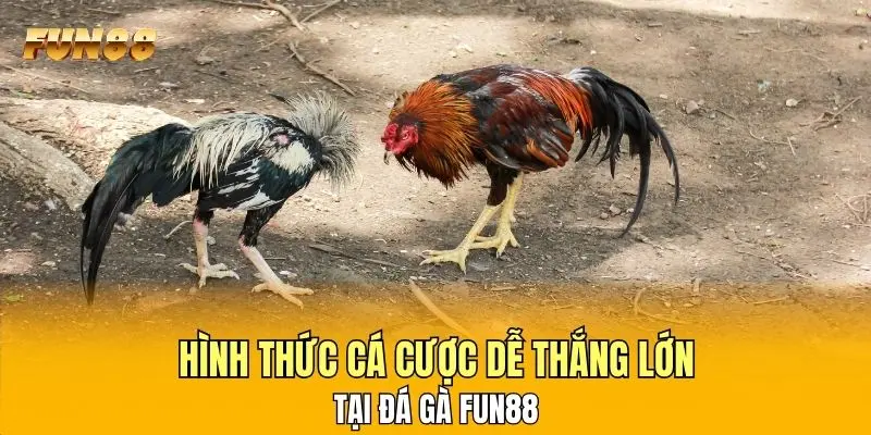 Hình thức cá cược dễ thắng lớn tại đá gà FUN88