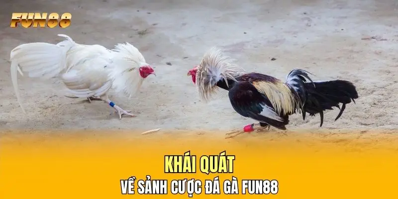 Khái quát về sảnh cược đá gà FUN88