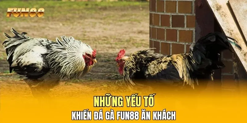 Những yếu tố khiến đá gà FUN88 ăn khách