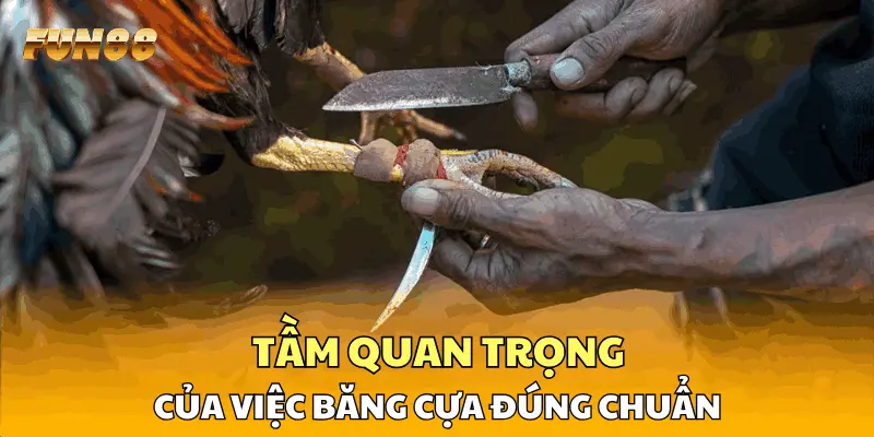 Tầm quan trọng của việc băng cựa đúng chuẩn