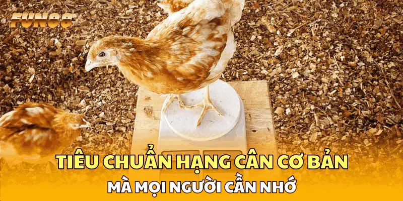 Tiêu chuẩn hạng cân cơ bản mà mọi người cần nhớ