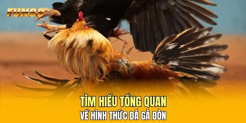 Tìm hiểu tổng quan  về hình thức đá gà đòn