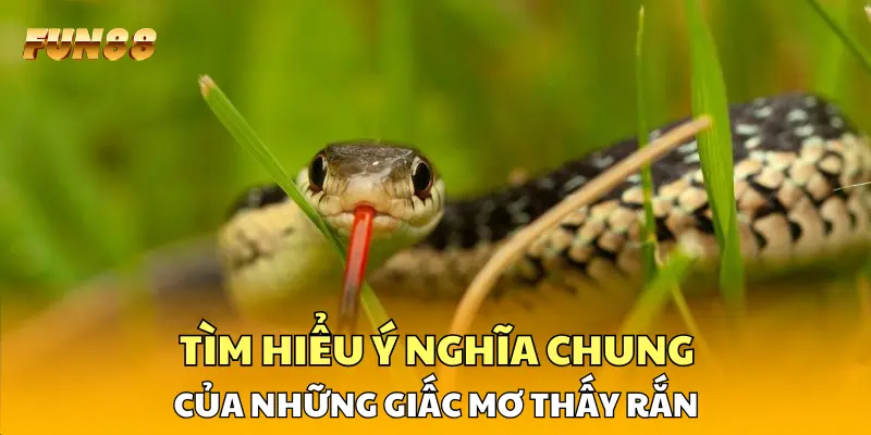Tìm hiểu ý nghĩa chung của những giấc mơ thấy rắn