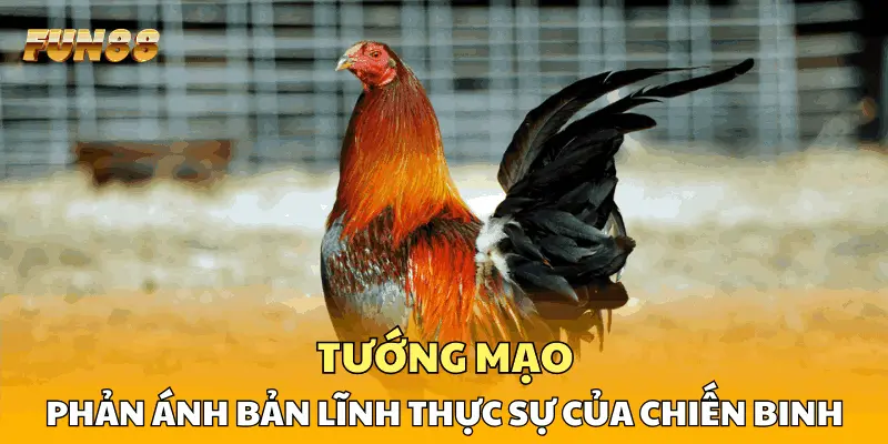 Tướng mạo phản ánh bản lĩnh thực sự của chiến binh
